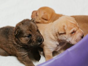 Adopt A Shar Pei Puppy Adopt A Shar Pei Puppy