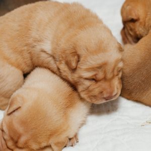Chinese Shar Pei Puppies Chinese Shar Peis For Sale