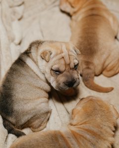 Adorable Chinese Shar Pei Puppies Chinese Shar Pei Breeders