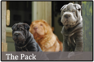 British Columbia Chinese Shar Pei Breeders Puppies For Sale