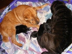 Shar Pei Puppies