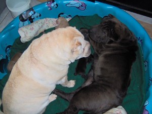 Adult Shar Pei's